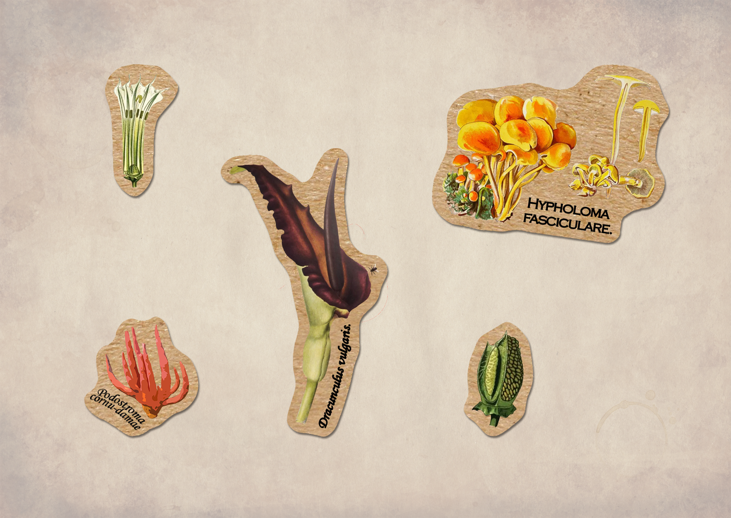 Poisonous Plants Sticker Sheet - Vintage Botany Mushroom