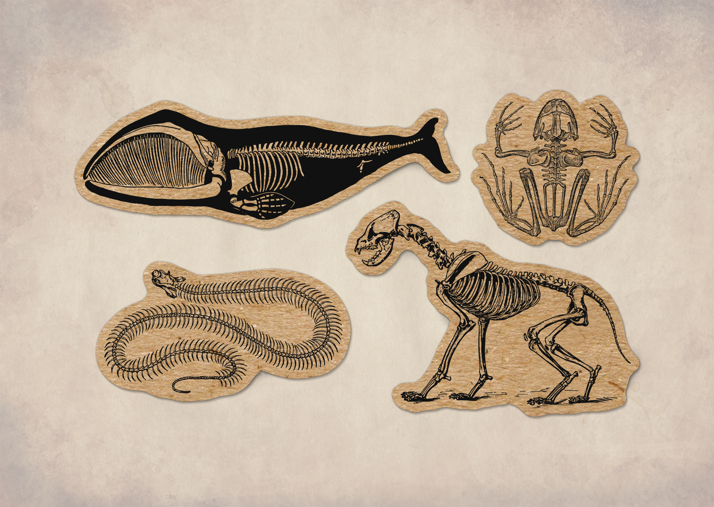 Animal Bones Kraft Paper Sticker Sheet