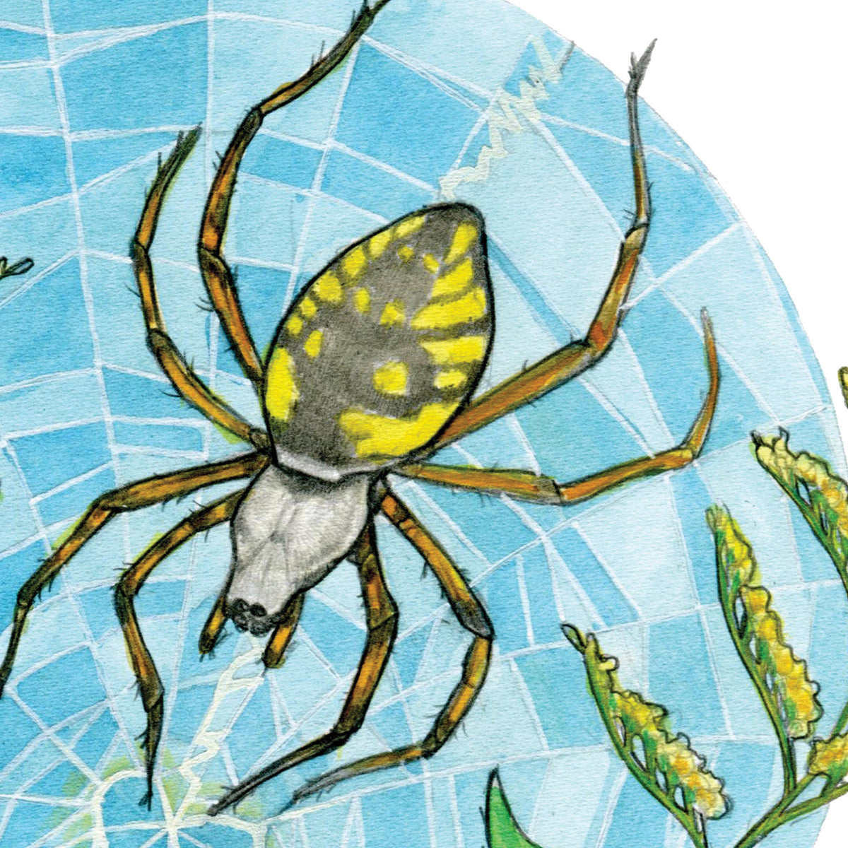 Garden Spider Love- 8x8 " Archival Print
