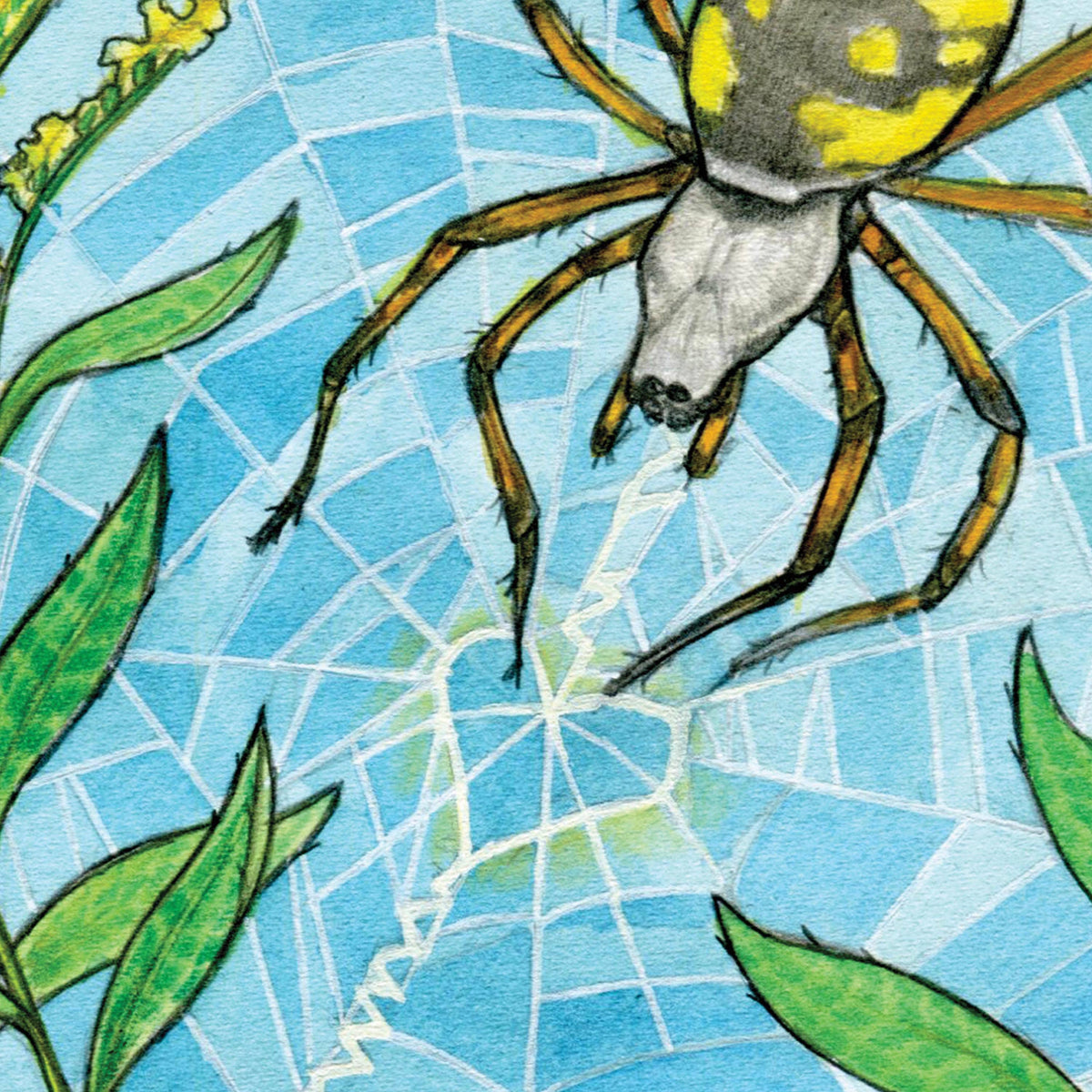 Garden Spider Love- 8x8 " Archival Print