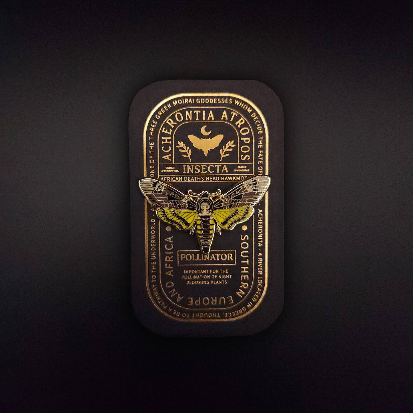 African Deaths Head Hawkmoth Educational Insect Enamel Pin