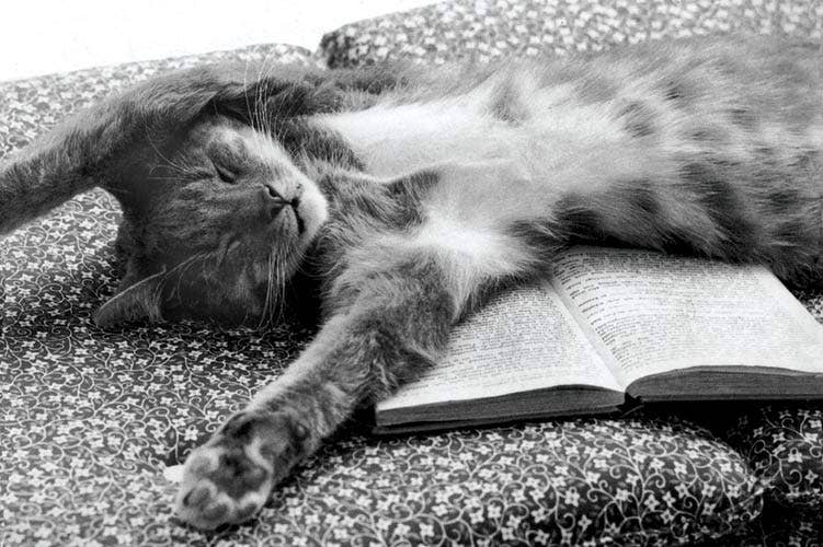 Postcard - Cat Sleeping On Book