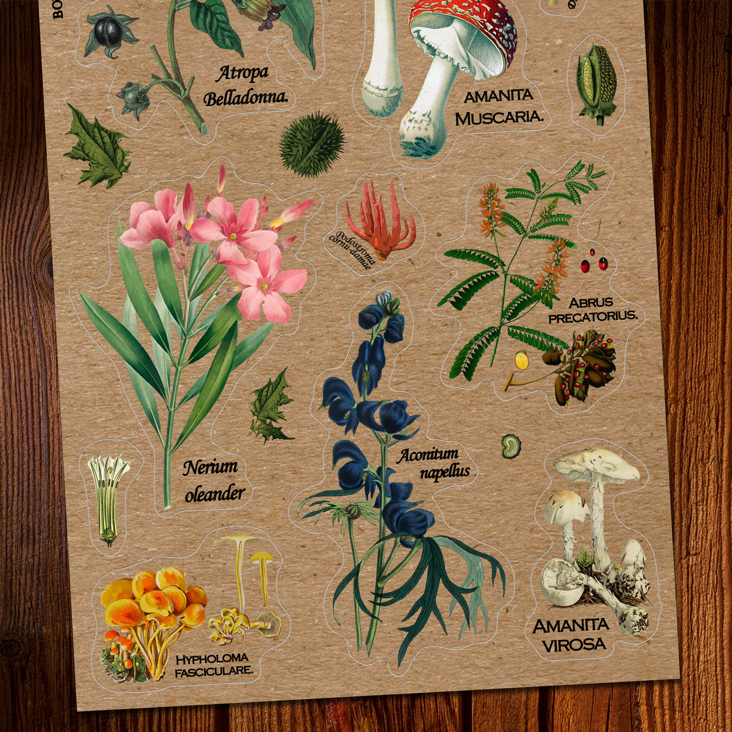 Poisonous Plants Sticker Sheet - Vintage Botany Mushroom