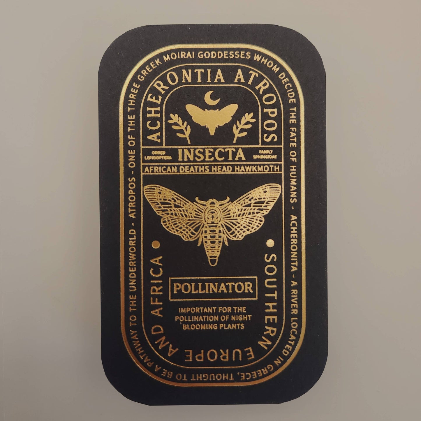 African Deaths Head Hawkmoth Educational Insect Enamel Pin