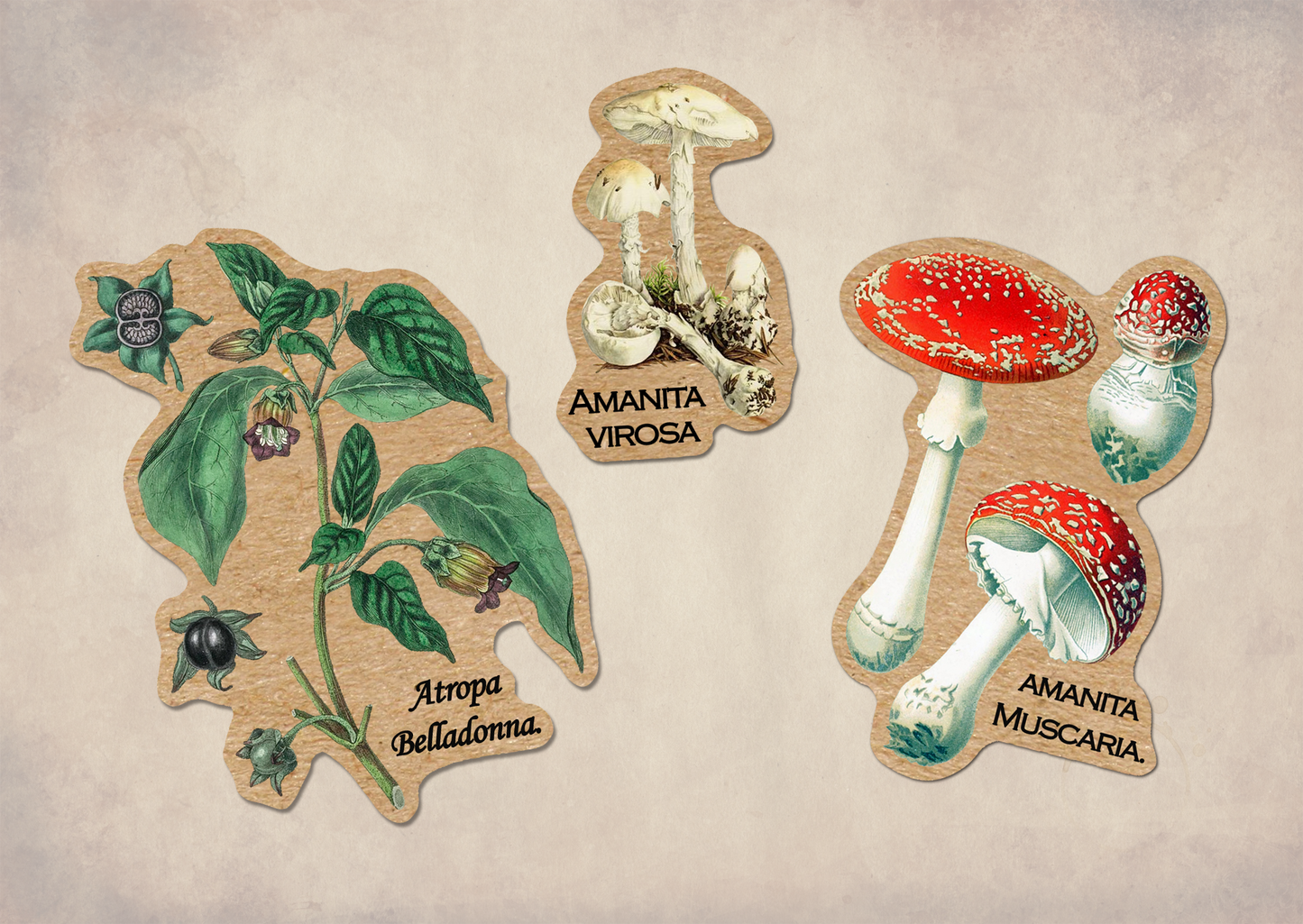 Poisonous Plants Sticker Sheet - Vintage Botany Mushroom