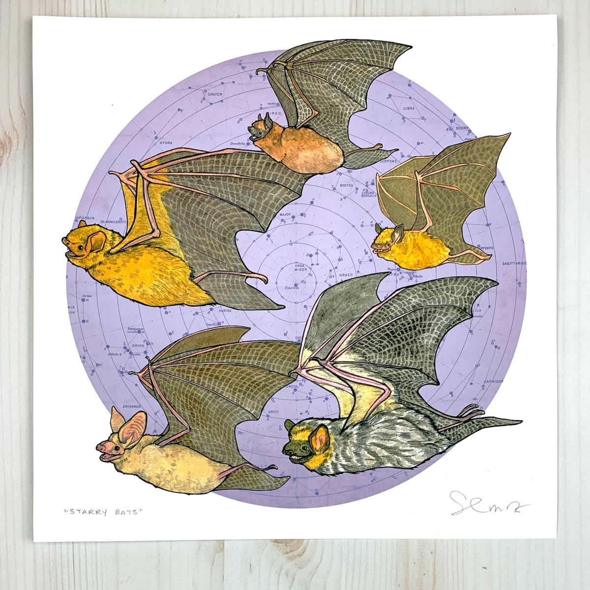 Starry Bats - North American Native Bats - Archival Print