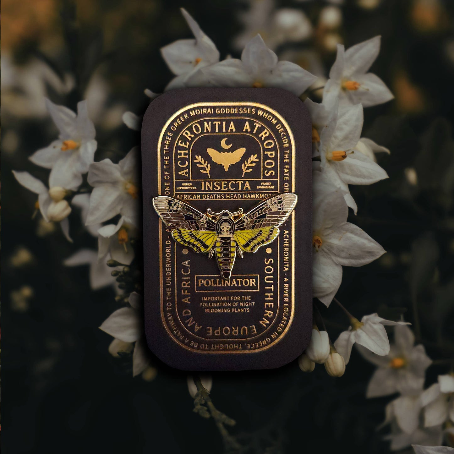 African Deaths Head Hawkmoth Educational Insect Enamel Pin