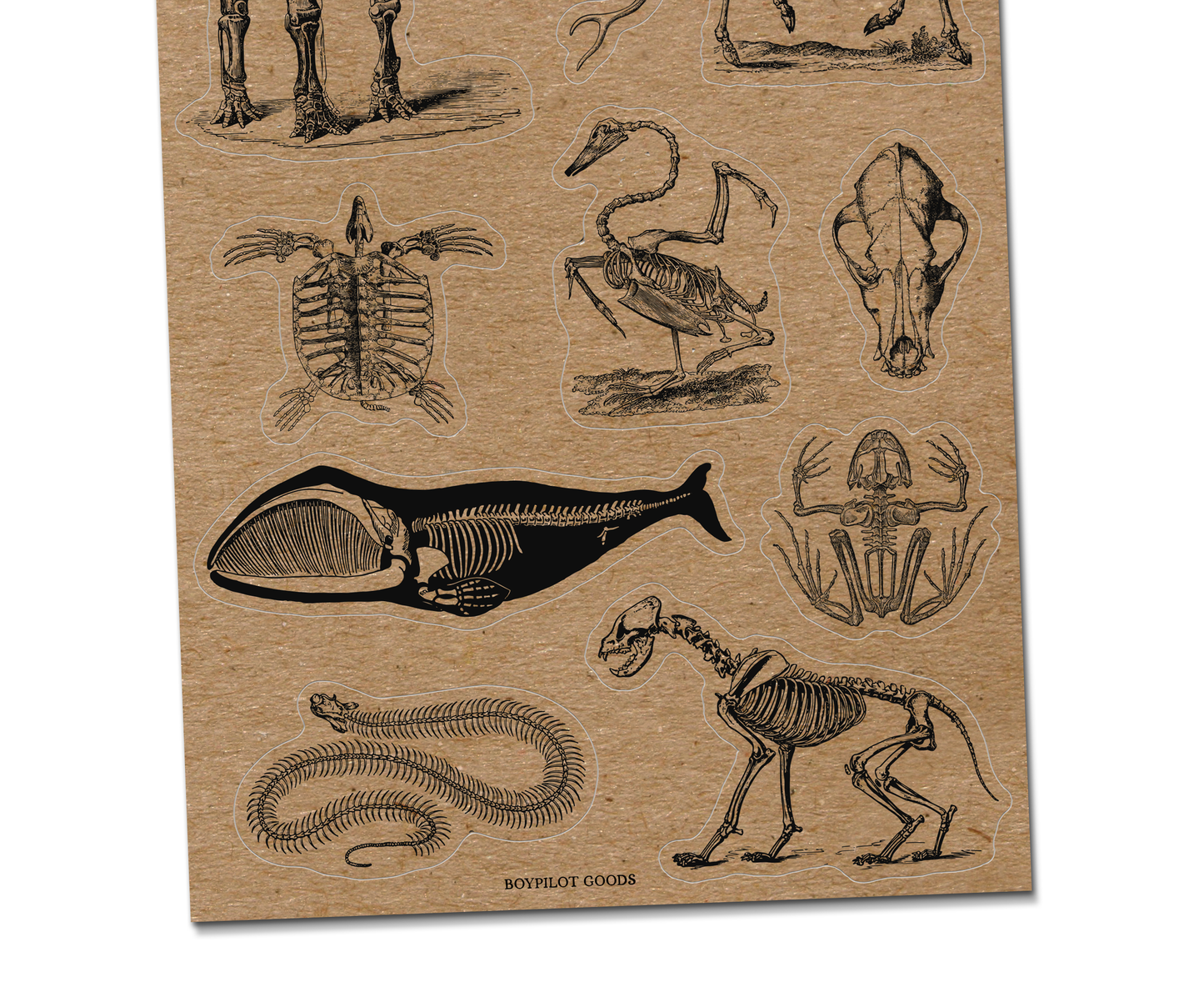 Animal Bones Kraft Paper Sticker Sheet