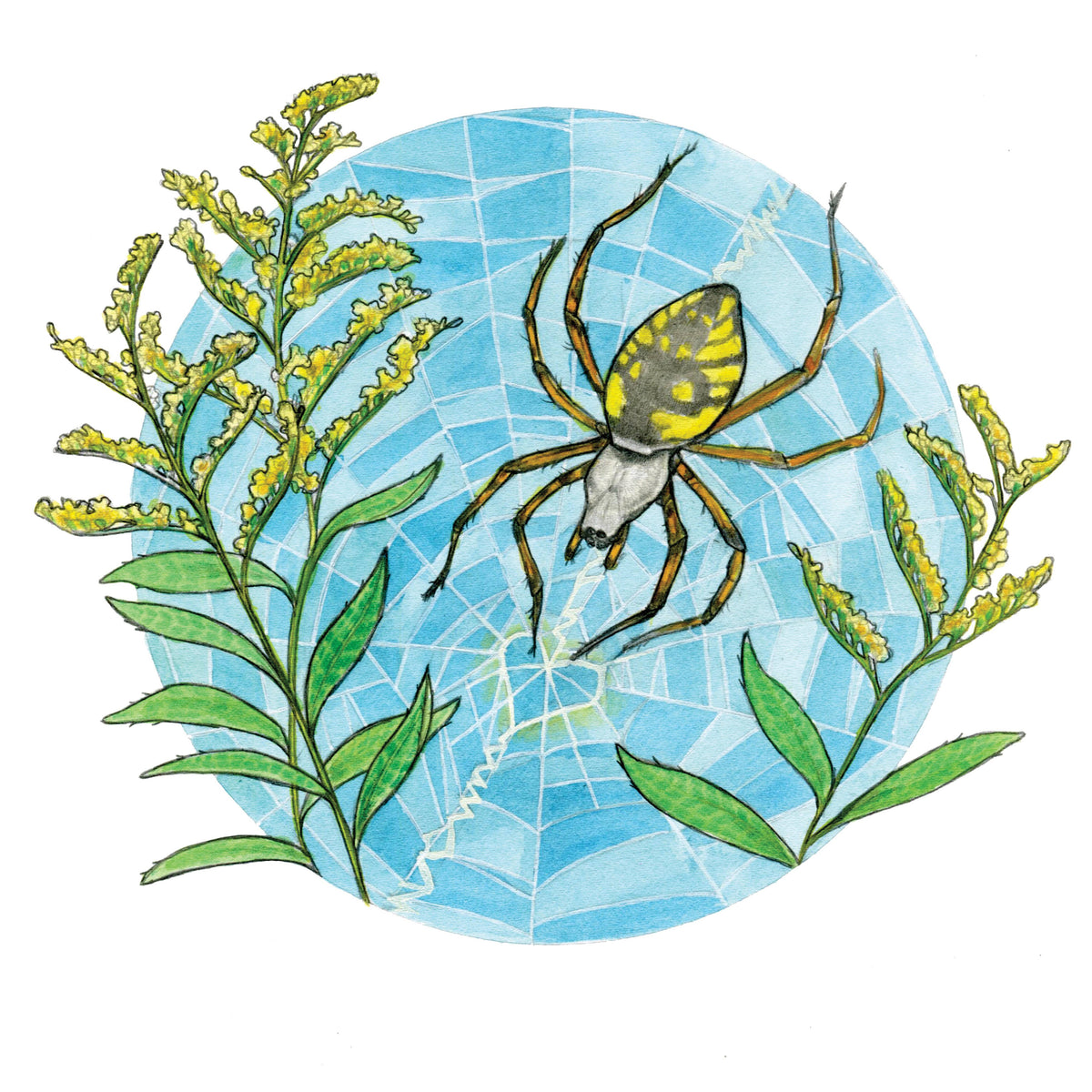 Garden Spider Love- 8x8 " Archival Print