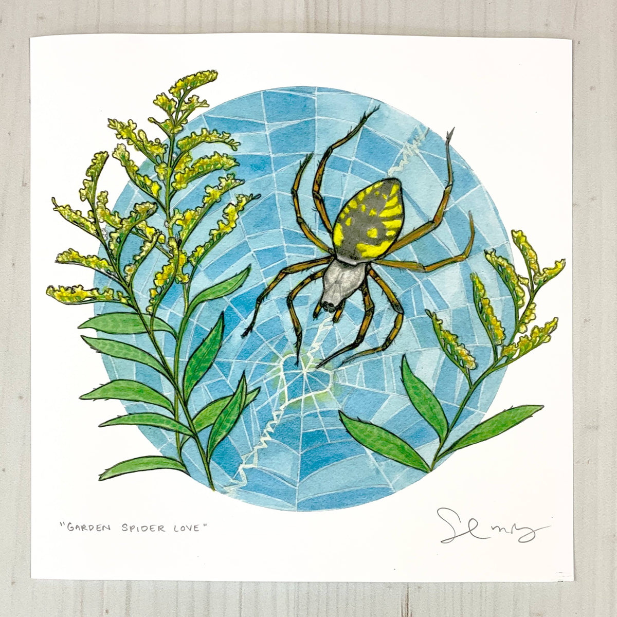 Garden Spider Love- 8x8 " Archival Print