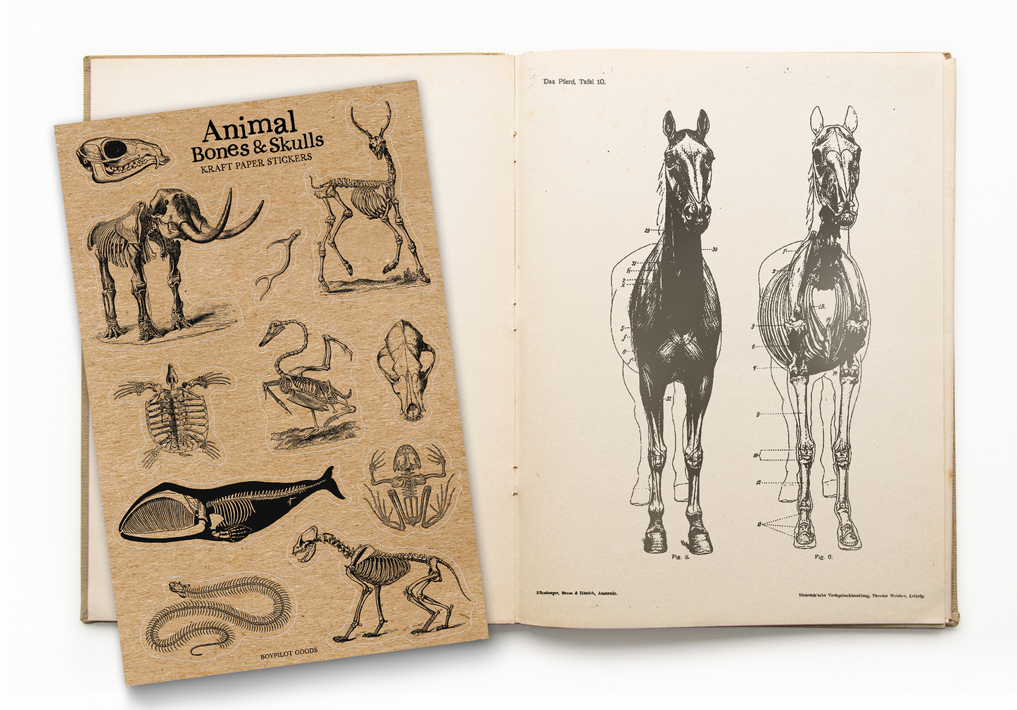 Animal Bones Kraft Paper Sticker Sheet