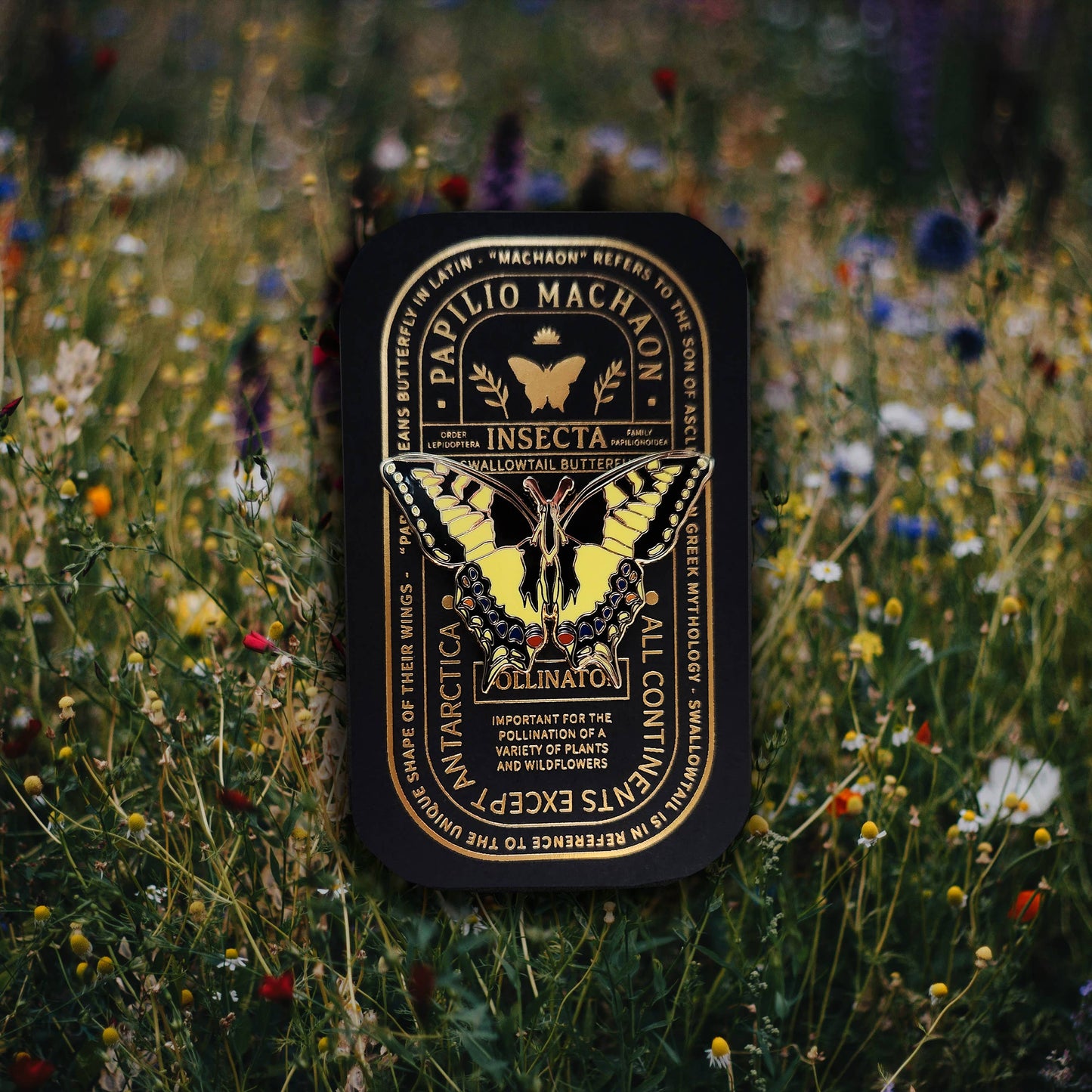 Swallowtail Butterfly Educational Insect Enamel Pin